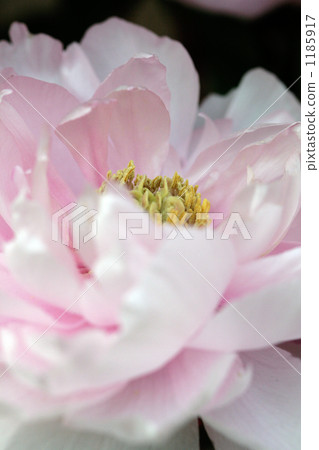 冷的牡丹的美麗的嬰孩桃紅色瓣 1185917