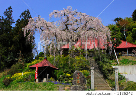 Daizenji的紅色垂櫻 1186242