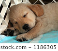 Golden Retriever puppy (sleeping face) No, 1 1186305