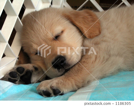 Golden Retriever puppy (sleeping face) No, 1 Golden Retriever puppy (sleeping face) No, 1 1186305