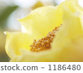 Hidden thought (golden flower tea) Hidden thought (golden flower tea) 1186480