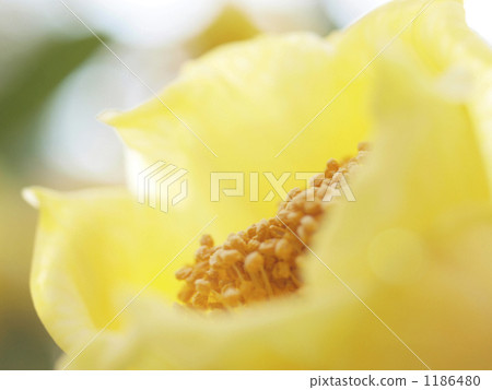 Hidden thought (golden flower tea) Hidden thought (golden flower tea) 1186480