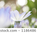 Flickering (cineraria) Flickering (cineraria) 1186486