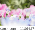 Hope (Cineraria) Hope (Cineraria) 1186487