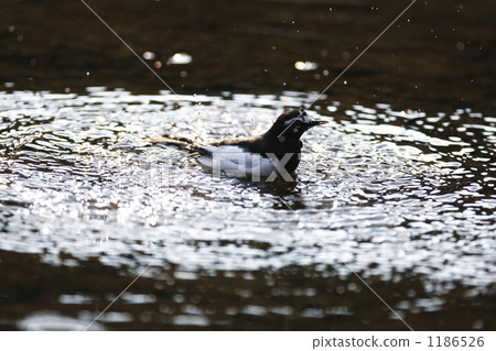Seguro Sekirei making a bath 1186526