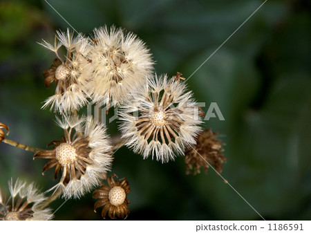 暮色刷子的種子 1186591