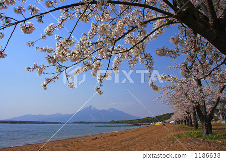 豬苗代湖和櫻花(Shidahama) 豬苗代湖和櫻花(Shidahama) 1186638