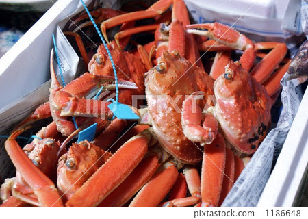 雪蟹 螃蟹 蟹 1186648