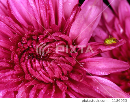 粉紅色的大麗花花 1186953