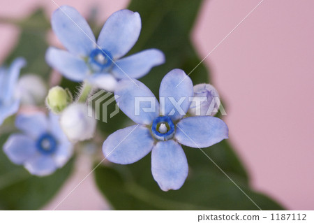Blue Star (Opipetalum) Blue Star (Opipetalum) 1187112