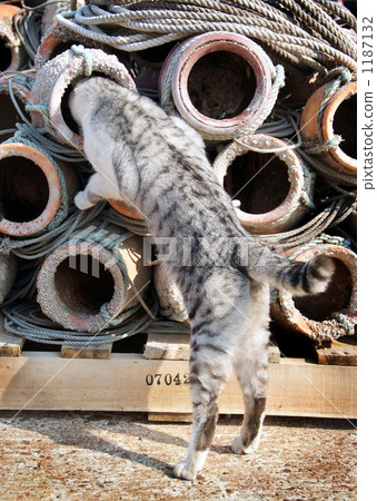 Stray cat Stray cat 1187132