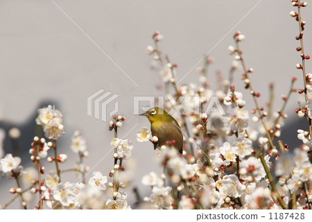 Mejiro停在盛開的白梅 Mejiro停在盛開的白梅 1187428