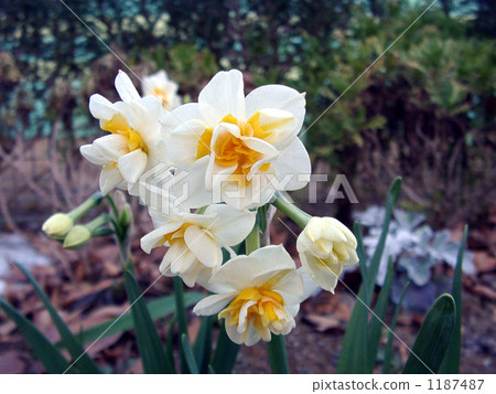 In Minami Izu which is also blooming in Chiba, it is a group nodsusen 1187487