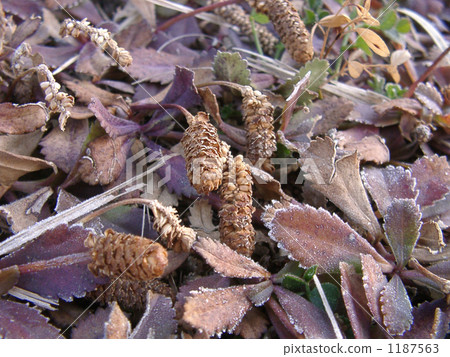 The flower ended, withered, until the next flower gets stuck, withered flower 1187563