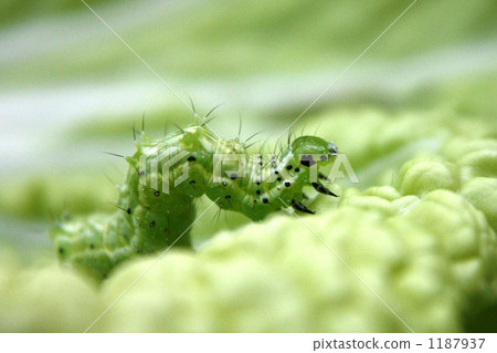 Up of Chinese cabbage and pest insect pests of cabbage. 1187937