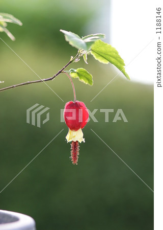 Abutilon (tyrolean lamp) 1188146