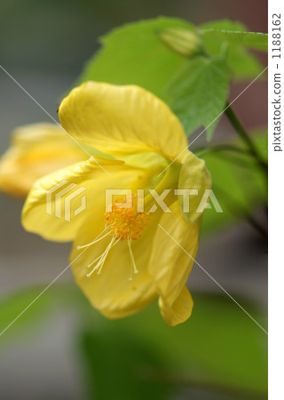 Abutilon (yellow) 1188162
