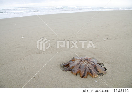 Ethidium jellyfishes 1188163