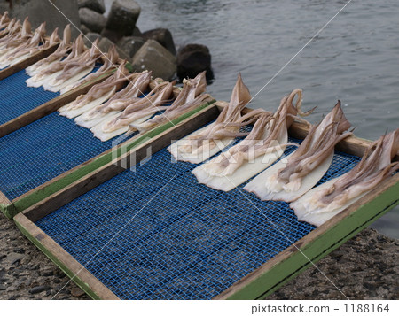 Dried squid 1188164