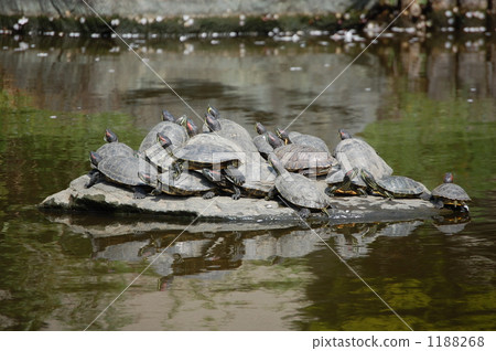 小組的烏龜 小組的烏龜 1188268