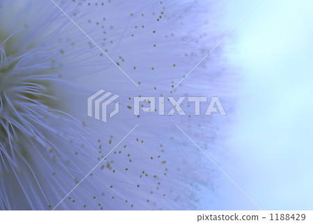 White Fusafusa 1188429