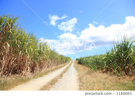 Sugarcane field in summer and one road 1188665