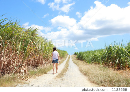 走在甘蔗領域的婦女 1188666