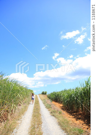 A woman walking on a sugarcane field A woman walking on a sugarcane field 1188671
