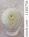Pure white dahlia 1188756