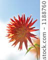 Blue Sky and Red Dahlia 1188760