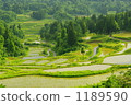 Scenery of rice terraces 1189590