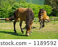 At the village of Kiso Ma 1189592