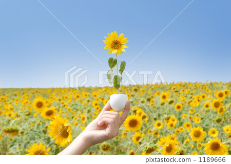 Takarena 0289 1189666