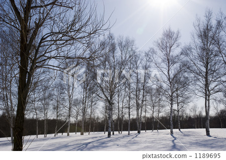 雪場樹 1189695