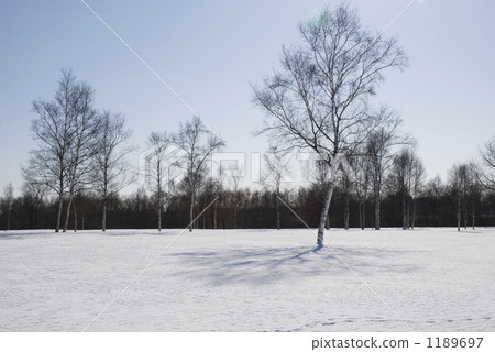 雪場樹 1189697