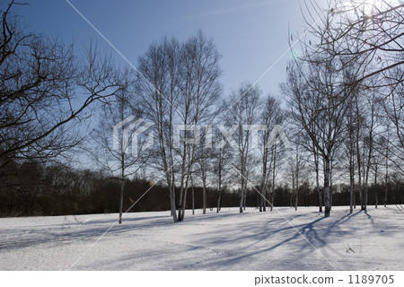 雪場樹 1189705