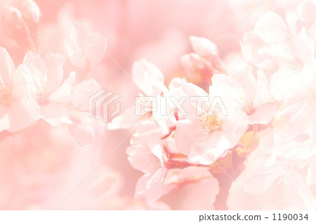 櫻桃樹 1190034