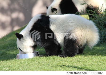 panda, pandas, lawn 1190065