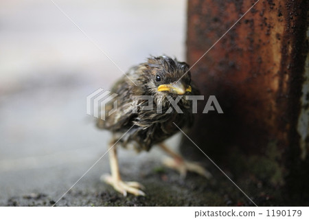 欣娜在雨中顫抖 1190179