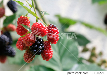 Coloring blackberry Coloring blackberry 1190276