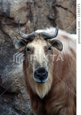 Golden Turkin - Front 1190373