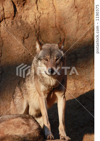 Wolves to look at 1190375