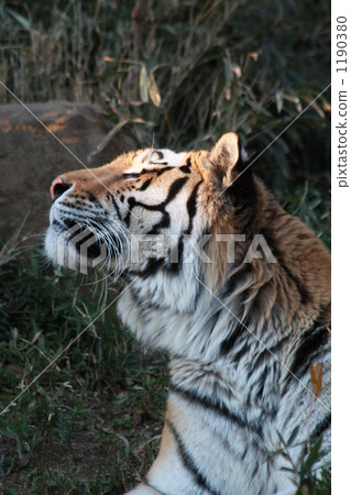 Tiger - Hikari 1190380