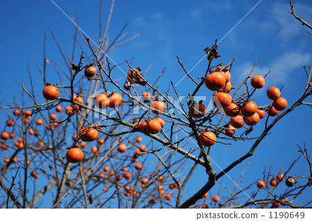 Persimmon tree Persimmon tree 1190649