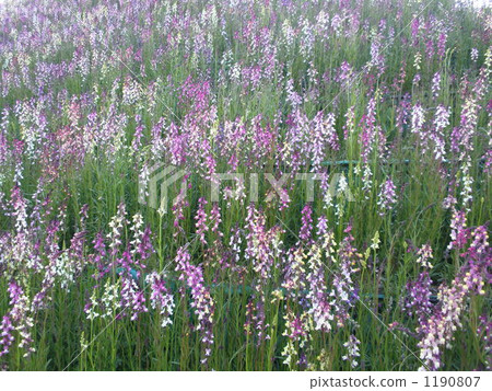 Princess snapdragon 1190807