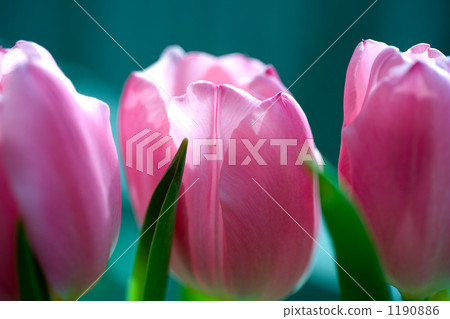 Tulip 1190886