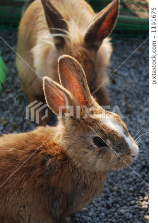 Rabbit  1191675
