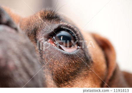 Pupil 1191813