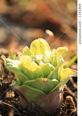 風來坊 富貴稈 發芽 1191909
