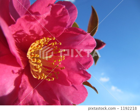 Camellia 1192218